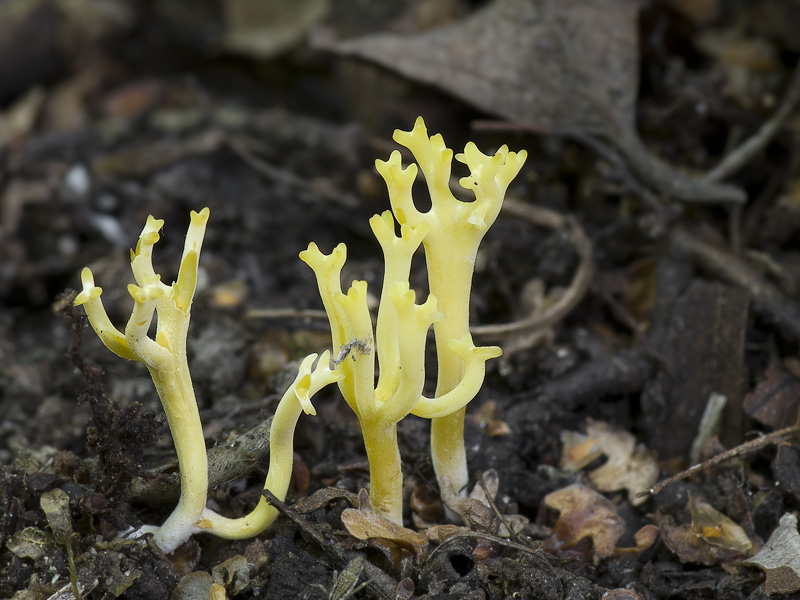 Clavulinopsis corniculata